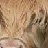 Close Encounters With Highland Cows Scottishhighlands