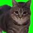 OIIA Cat Huawei Called