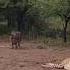 Wildlife Wild Boar Vs Cheetah Warthog Making Fun With Cheetahs Wildlife Animals Warthogs