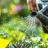 Pro Gardeners Water Differently Here S How