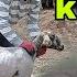 KÖPEĞİM ZEHİR İN SON DURUMU VE DAMIZLIK KUZULARIN KIRKIMI