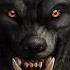 Were Wolf Scary Real Sound Wolf Werewolf Animals Wildlife Scary Sound Effects