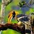 The Guardian Of The Forest The Beauty Of The Indian Hornbill Indiananimals Wildlife Birds