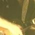 Cage The Elephant Ain T No Rest For The Wicked Live From The Vic In Chicago