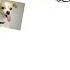 Asdf Sings Toms Dog Asdf Movie 5 Theme