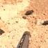 Rain Fury From Above Helicopter Pig Hunting With Precision And Power RotorRampage SkyStrike Hog