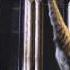 David Attenborough S Natural History Museum Alive ABC1