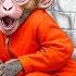 Monkey Escape From Pets Prison By Multi DO Smile