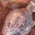 10 Great Treasures That Treasure Hunters Find By Chance