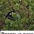 сорока хищник рек сорока хищник Travel