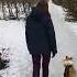 шелти шетландскаяовчарка Sheltie Sheepdog Shetlandsheepdog Dog Pet Sheltielife Cutedog