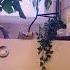 Rosemary Is Also Believed Ward Off Bad Dreams And Promote Healing Rosemary Bath Remedies Fypシ