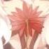 Rena Lilium A Capela Elfen Lied Op ３０ ＳＵＢＳ