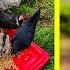 This Simple Step Helps Chickens Survive Summer Heat It S Coming