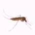 Insect Sound Prank Prank Tiktok Trending