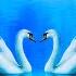 I Gave You My Heart Believe It Or Not