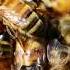 Bee Sound Effect