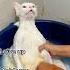Top 5 Funny Cat Moments