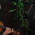 Sevda Olmasaydı Nar Danesi İnce Giyerim Akustik CANAN YAHYA GEYLAN GEYLAN MUSIC