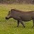 Warthog