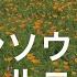 ハナビシソウ 花菱草 長瀞町 花の里 2021 05 29