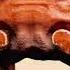 Crab Rave But Its WII Megalovania Petrolpark Noisestorm RaveDJ