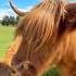 If You Love Highland Cows You Have To Stay Here