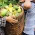 Ly Vy Ca Cleans The Melon Garden To Prepare For The New Crop Ly Vy Ca