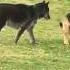 Wolf VS German Shepherd Germanshepherd Wolf Aggressive