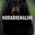 Adrenaline Vs Noradrenaline Health Adrenalinerush Viral Youtube