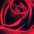PineJ Death Parade ED Rus Lyrics