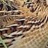 Batair Male Awaz L Batair Female Ke Shikar L Quail Batair Voice L Quail Hunting Sound L Birds King