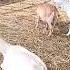 When You Love Animals Deer Goats And Baby Goats