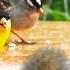 24 7 LIVE Cat TV For Cats To Watch Cute Little Birds Squirrels 4K Cat Games