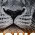 CodeBreakers Live The Rising Lion Special Guest Lance Wallnau