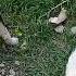 Limping White Stray Dog Sibling Stray Pups Eating Whole Wheat Bread Raven Fight Mountain Village Uk