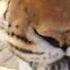 Shorts It Was All Zeke S Idea Tiger Orangecow Animals Goodmorning