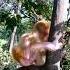 Monkey Mom Enjoys Watching Her Baby The Divine Love That A Mom Has For Her Baby Shorts Monkey