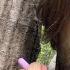 You Will Want To TOUCH GRASS After This ASMR Video