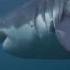 18 Foot Shark Attacks Cage Great White Serial Killer