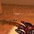 Prime STANDOFF 2 Standoff2 Br1an Kasai