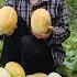 Ly Vy Ca Harvested A Huge Amount Of Melons From The Farm To Sell Ly Vy Ca