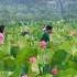Hanoi Lotus Vietnam Hanoi Today