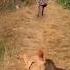 Wildlife Lion Catched A Piglet Helpless Warthog Piglet Wildlife Animals Warthogs