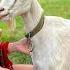 Beautiful Girl Makes Real Homemade Goat Milk Cheese Life In A Faraway Ukrainian Village