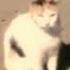 7 Rings Cats Ms Cat