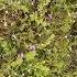 Amazing Cover Of Flowers At Kaas Plateau