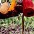 Batair Ki Awaz My Quail Sound 2025 Common Quail Sound For Hunting Quail Hunting Very Munda
