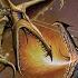 ALLEN LANDE The Showdown Bonus Track 2010 Full Album