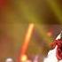 Rokiczanka Wyszłabym Za Dziada Koncert LIVE